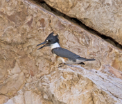Belted Kingfisher 5346